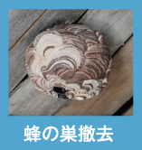 蜂の巣撤去